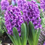 球根ヒヤシンスパープルプライド5球セット