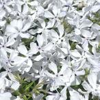 草花の苗/フロックス：アイスグレー...