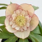 クリスマスローズ  アプリコットオーケストラ3号ポット