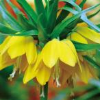 球根/フリチラリア：ヘレナ1球入り