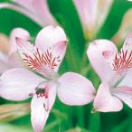 球根/アルストロメリア：リグツリグツ1球