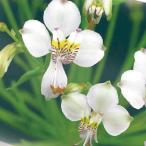 球根/アルストロメリア：レボラータ1球