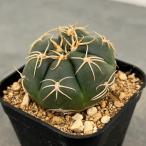 観葉植物 ギムノカリキウム カイオ�