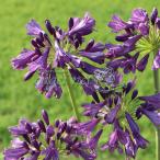 草花の苗 アガパンサス ポッピンパープル3.5号ポット 6〜8月頃開花 多花性で丈夫なエヴァ―シリーズ