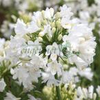 草花の苗 アガパンサス エヴァ―ホワイト3.5号ポット