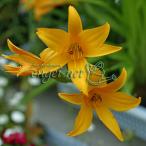 山野草の苗 ニッコウキスゲ(日光黄萓）3-3.5号ポット