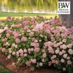 花木 庭木の苗 アジサイ（アメリカ） アナベル ミディ ピンク3.5号ポット（旧 ピンクのアナベル2）3株セット