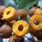 果樹の苗 種無刺梨（タネナシツーリー）4号ポット