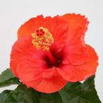 ハイビスカス(アジアの風)_アジアンルビー4号鉢植え