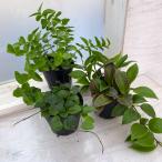 観葉植物/育てやすいホヤ 3種セット