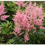 草花の苗 アスチルベ エリザベス3.5号ポット