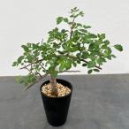 観葉植物/ブルセラ:ファガロイデス(発根済) 4号鉢植え23-01