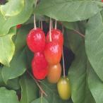 果樹の苗 グミ 早なりビックリグミ 