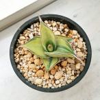 観葉植物/棚卸セールサンセベリア：...