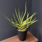 観葉植物/サンセベリア:ブンルートーチ 斑入 4号鉢植え23-02 ザ・ファームセレクト