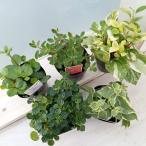 観葉植物ぺぺロミア品種おまかせミッ...