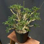 観葉植物/サマーセール ドルステニア:ギガス 7号鉢植え23-02