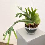 観葉植物/ビカクシダ：ウィリンキー...