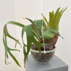 観葉植物/ビカクシダ：ナームマオ7...