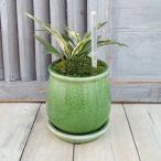 観葉植物オモト姫牡丹・鉢植えステラ...