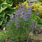 . цветок. рассада (.. есть специальная цена )baptisia Australis Minaux ru( малый )3 номер pot 