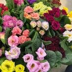 草花の苗 プリムラ ジュリアン コロネット レンブラン