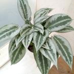 観葉植物/(わけあり特価)スキスマトグロッティス:ハイナエンシス 5号鉢植え