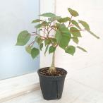 観葉植物/フィカス：ぺティオラリス...