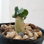 観葉植物/アデニウム：アラビカム獅...