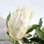 花木 庭木の苗/プロテア:スパイキーホワイト 5号鉢植え(2F)