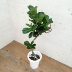 観葉植物/カシワバゴム：バンビーノ　８号鉢植え