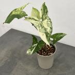  декоративное растение singonium French мрамор 4 номер растение в горшке 