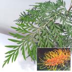  Hanaki садовое дерево. рассада серый bi редкость ro бустер 5 номер pot 