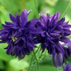 草花の苗/オダマキ：ブルーバロー3...