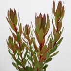  Hanaki садовое дерево. рассада дракон katen Delon baby букет 5 номер растение в горшке The * ферма select 