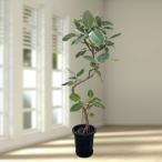 観葉植物/フィカス:アルテシマ 10号鉢植え(皿付き) 送料無料