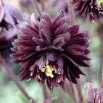 草花の苗/八重咲オダマキ：ブラック...