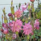 草花の苗八重咲オダマキローズバロー...