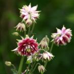 草花の苗/八重咲オダマキ：ノラバロ...