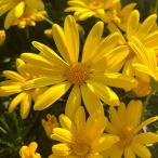 草花の苗 ユリオプスデージー ボビー3-3.5号ポット 12