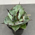 観葉植物/アガベ:チタノタ ブラックアンドブルー 3.5号鉢植え*
