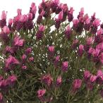 ショッピングラベンダー ハーブの苗 フレンチラベンダー シフォン ディープローズ3.5号ポット