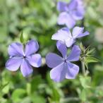 草花の苗/フロックス：ブルームーン...