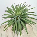 観葉植物ユッカデスメティアーナコン...