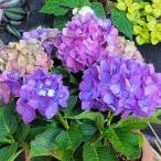 花木 庭木の苗 アジサイ HBAディヴァフィオーレ パープル5号ポット