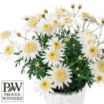 草花の苗 マーガレット バニラボネット3号ポット