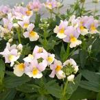 草花の苗ネメシアレモンパイ3.5号...