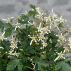  луговые и горные травы. рассада большой monji saw ( большой знак .).. маленький лист большой знак .2.5 номер pot 