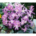 球根/チオノドクサ：フォーベシーピ...