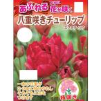 球根チューリップエスタティック3球...